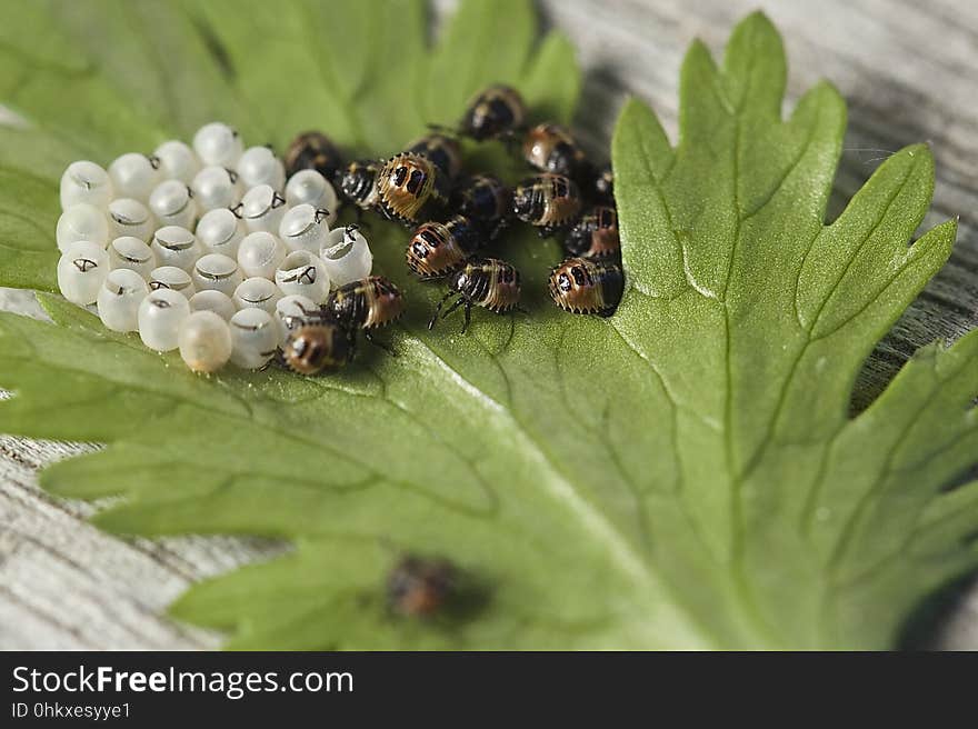 Insect, Organism, Macro Photography, Invertebrate