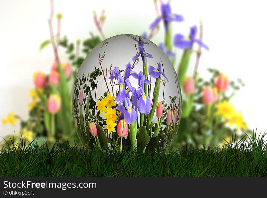 Flower, Plant, Grass, Spring