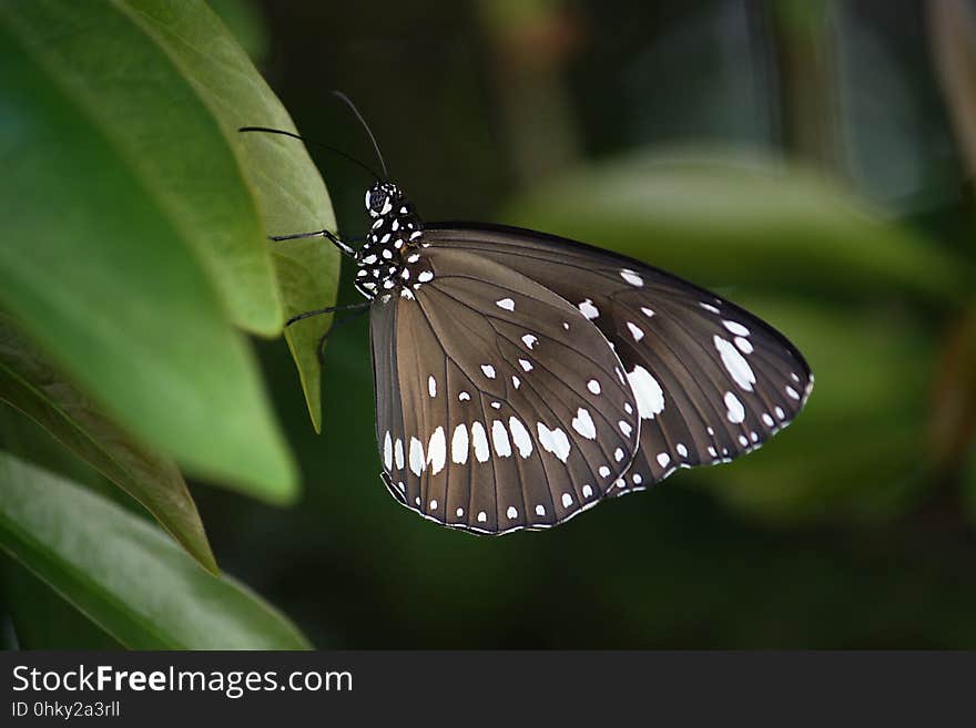 Butterfly, Moths And Butterflies, Insect, Brush Footed Butterfly