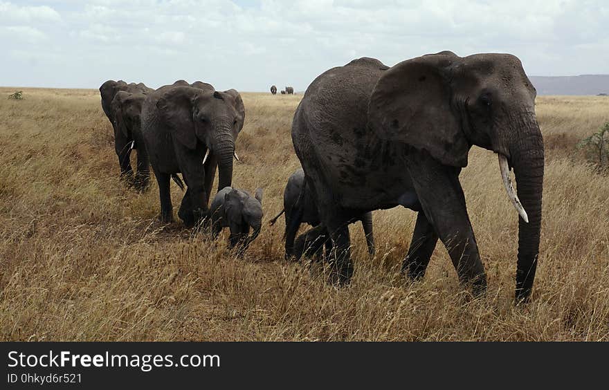 Elephant, Elephants And Mammoths, Terrestrial Animal, Wildlife