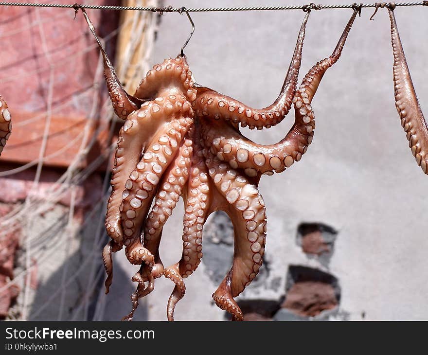 Octopus, Cephalopod, Invertebrate, Marine Invertebrates