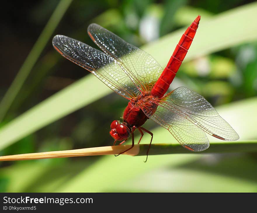 Dragonfly, Insect, Dragonflies And Damseflies, Damselfly