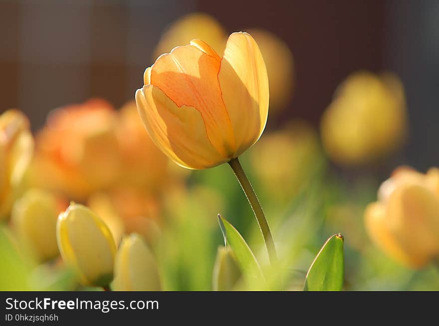 Flower, Yellow, Flowering Plant, Plant