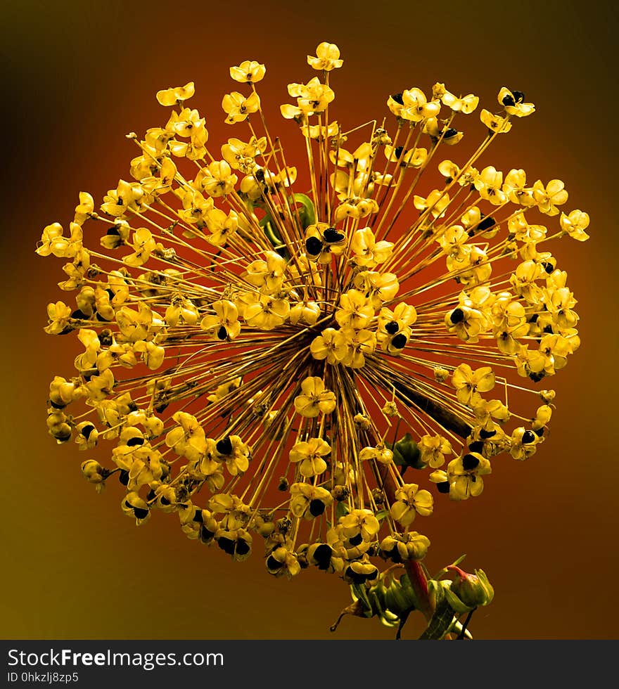 Yellow, Flora, Flower, Plant