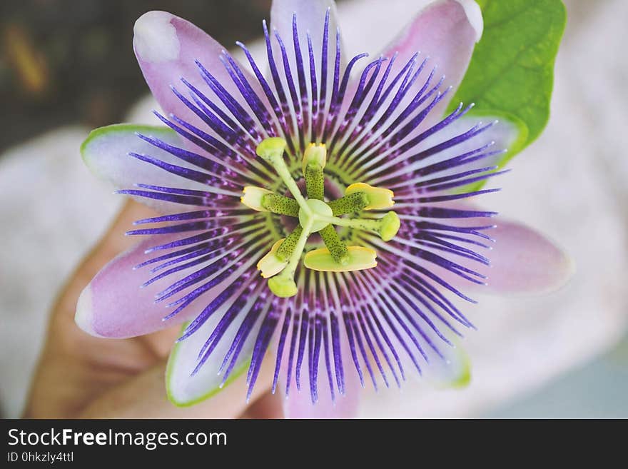 Flower, Passion Flower, Passion Flower Family, Purple Passionflower