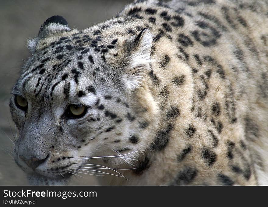 Leopard, Terrestrial Animal, Wildlife, Snow Leopard