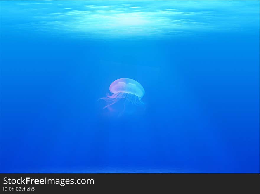 Jellyfish, Cnidaria, Marine Invertebrates, Sea