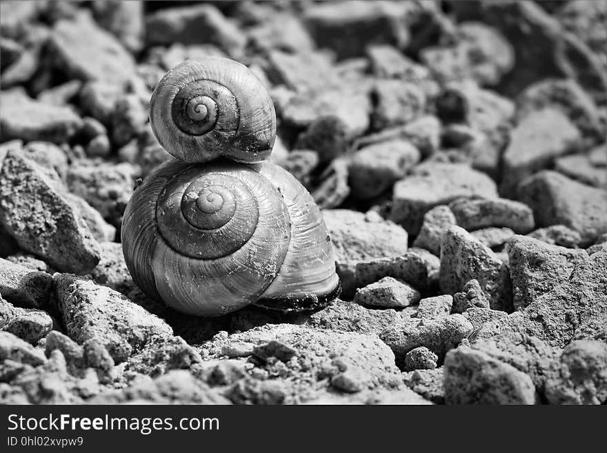 Black And White, Snail, Monochrome Photography, Snails And Slugs