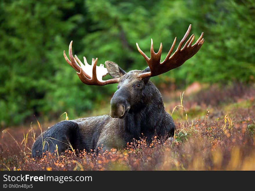 Wildlife, Wilderness, Fauna, Moose