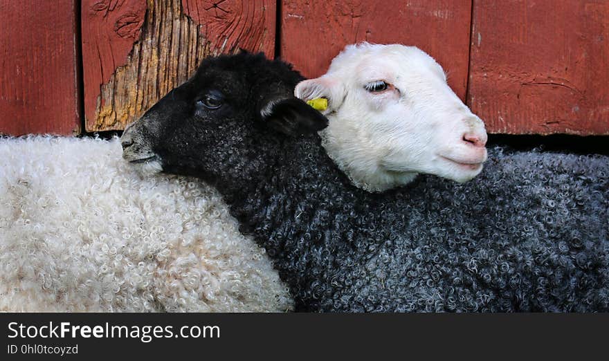 Sheep, Cow Goat Family, Livestock, Snout