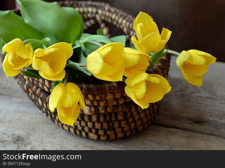 Yellow, Flower, Flowerpot, Floristry