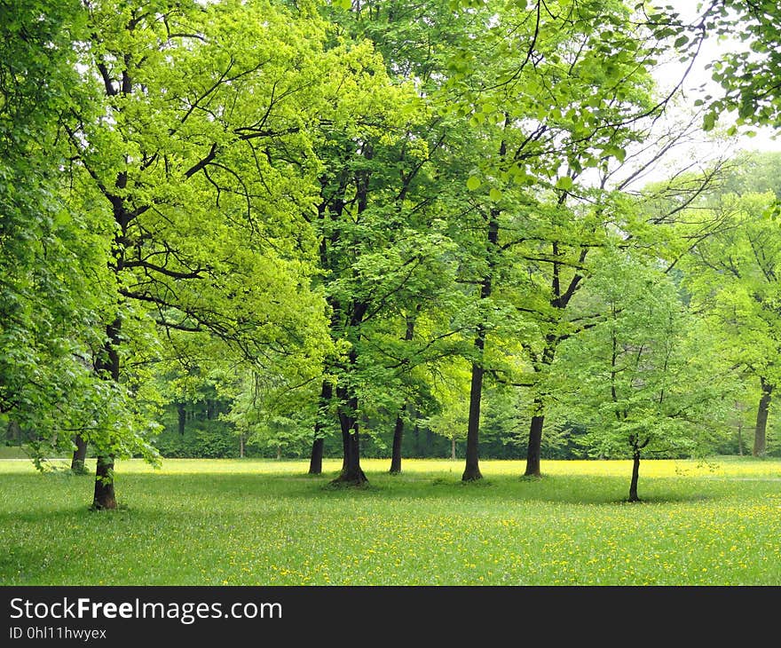 Tree, Nature, Ecosystem, Vegetation