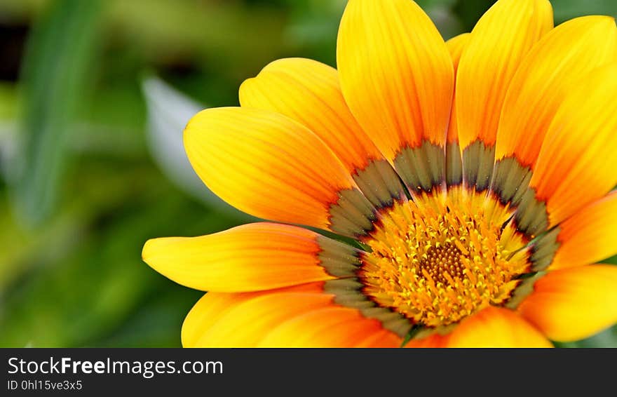 Flower, Yellow, Flora, Close Up