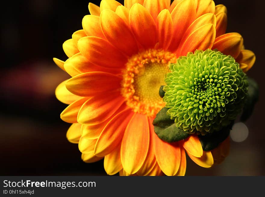 Flower, Yellow, Gerbera, Close Up