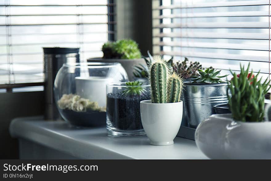 Plant, Flowerpot, Cactus, Houseplant