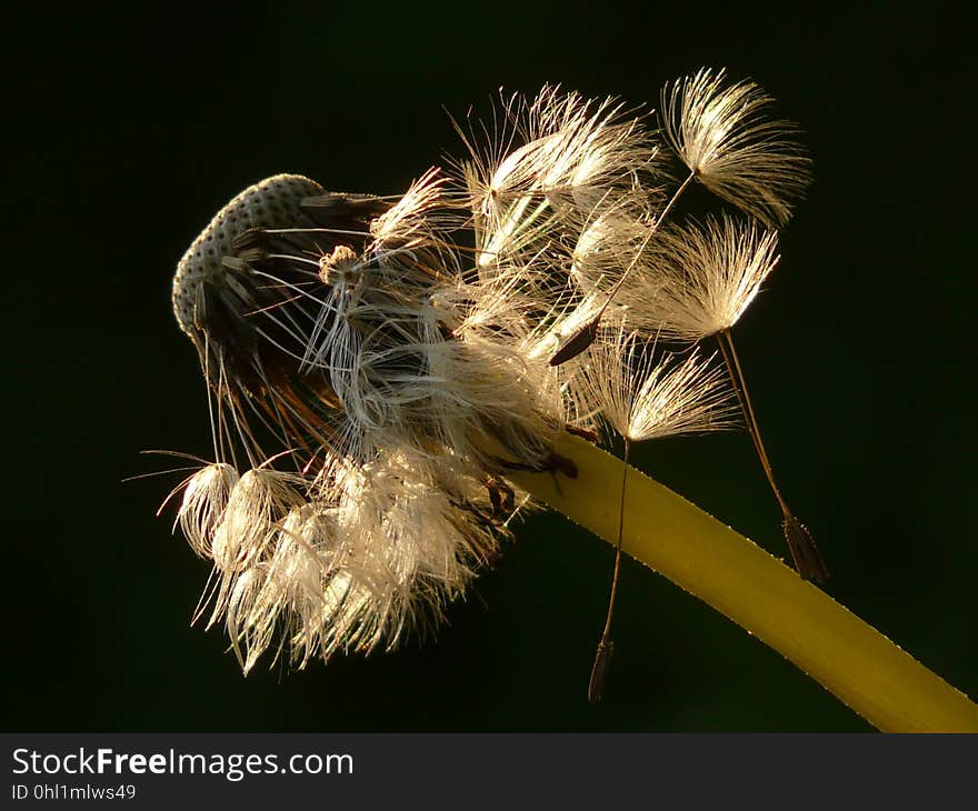 Close Up, Macro Photography, Plant, Insect