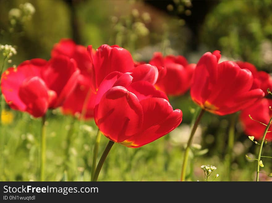 Flower, Wildflower, Plant, Flowering Plant