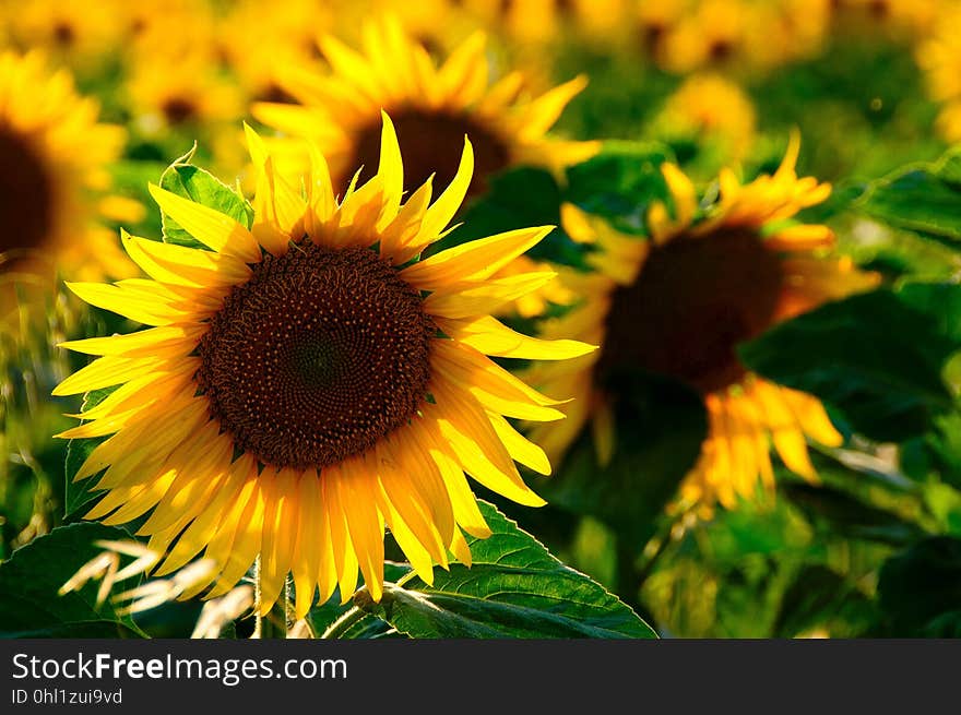 Sunflower, Flower, Yellow, Sunflower Seed