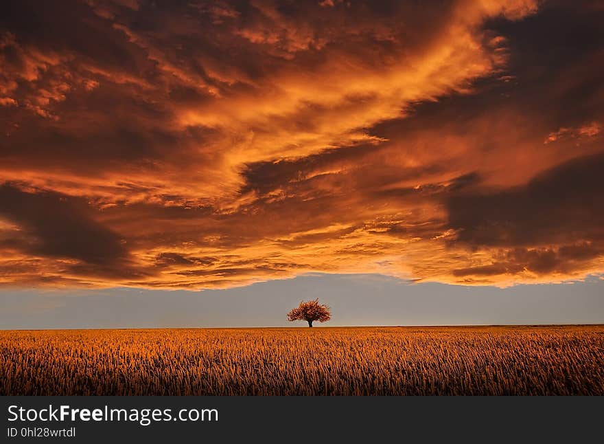 Sky, Field, Ecosystem, Afterglow