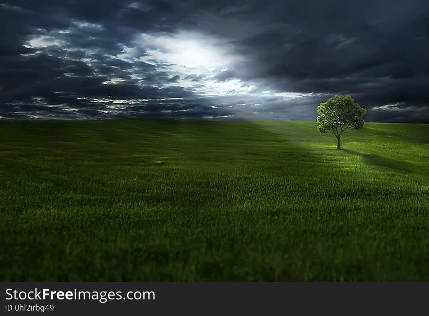 Grassland, Sky, Nature, Green