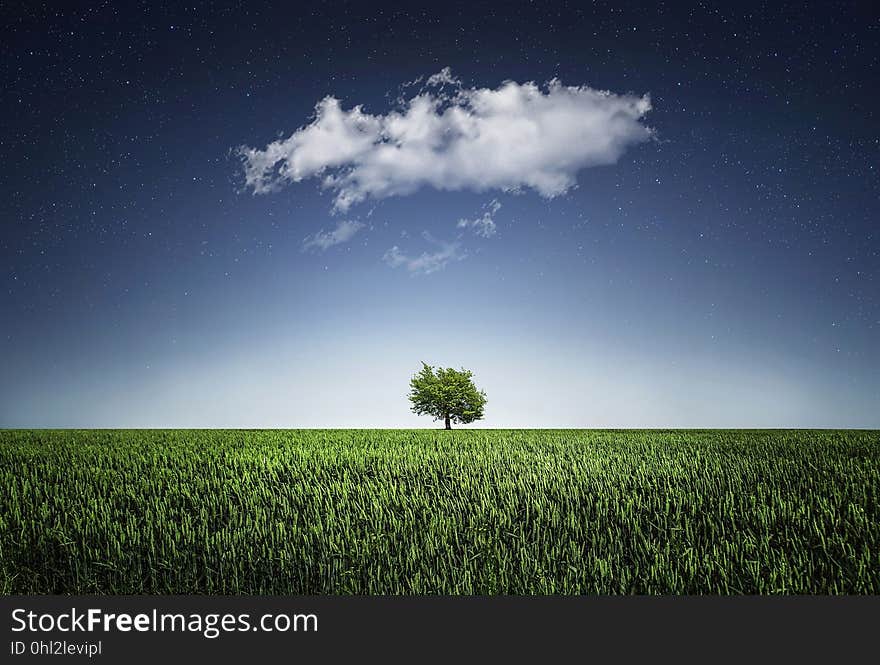 Sky, Grassland, Field, Atmosphere