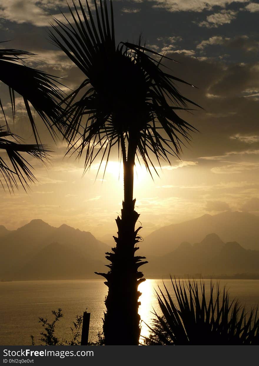 Sky, Palm Tree, Arecales, Borassus Flabellifer