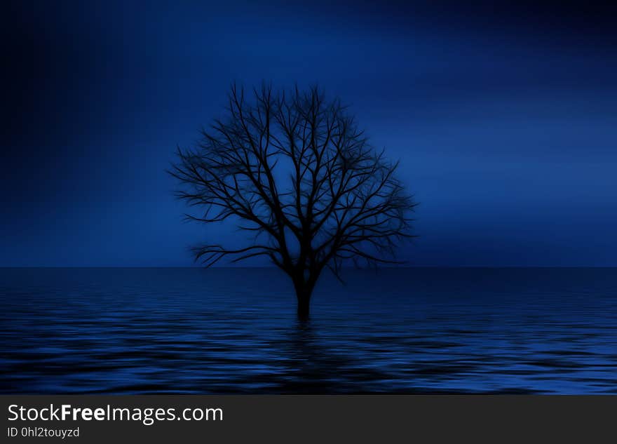 Sky, Nature, Tree, Water