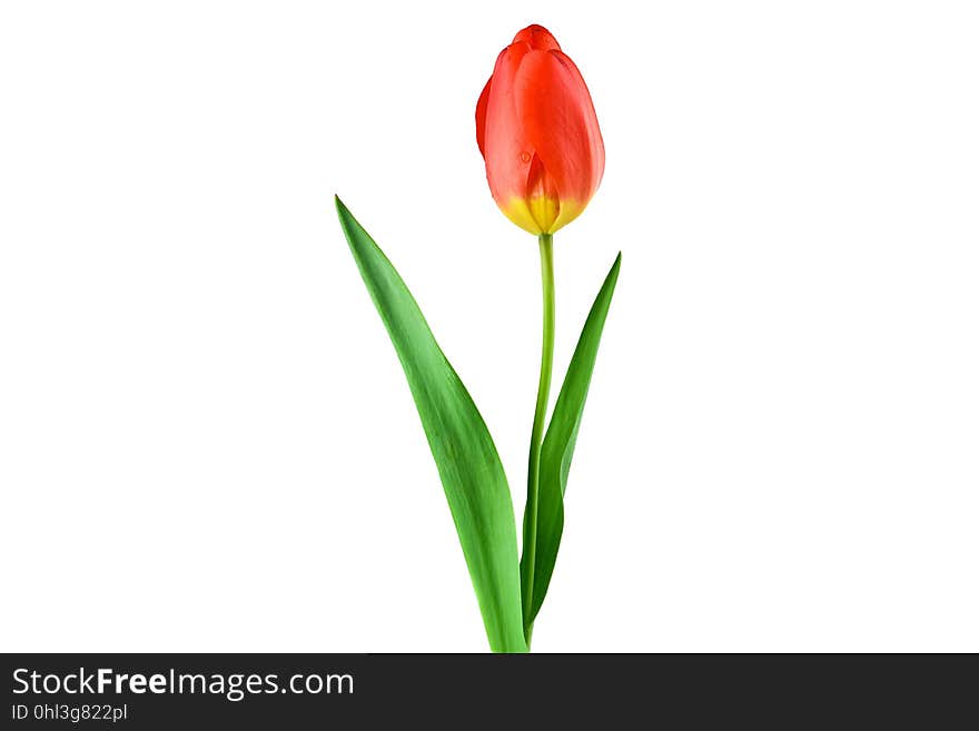 Flower, Plant, Flowering Plant, Tulip