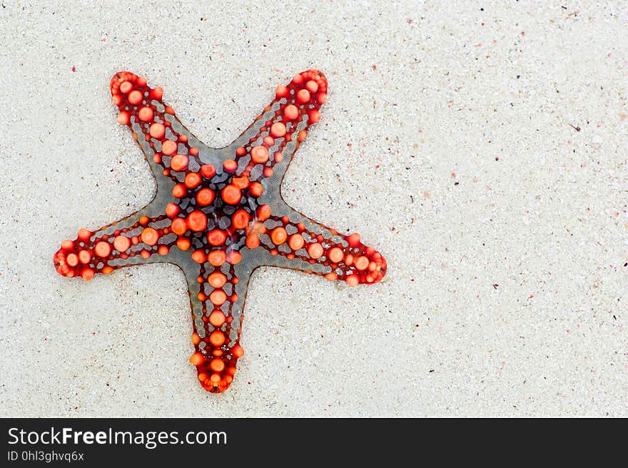 Starfish, Invertebrate, Echinoderm, Marine Invertebrates