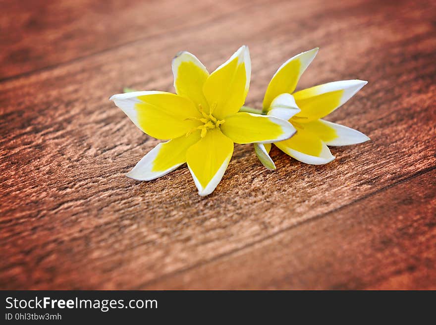 Flower, Yellow, Flora, Close Up