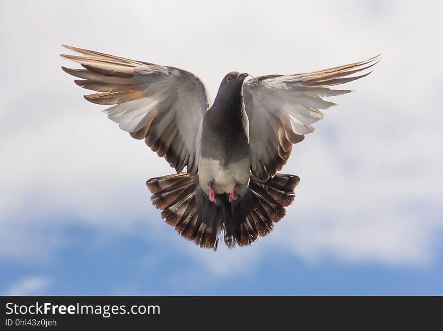 Bird, Fauna, Beak, Feather