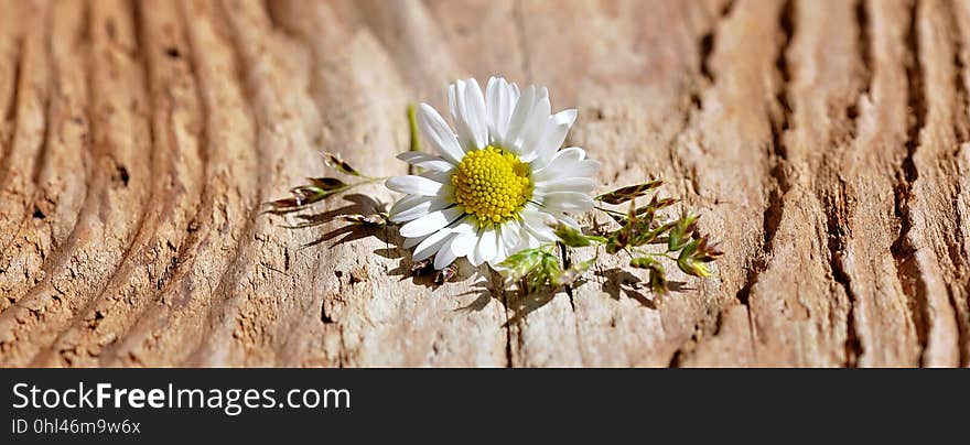 Flower, Flora, Spring, Close Up