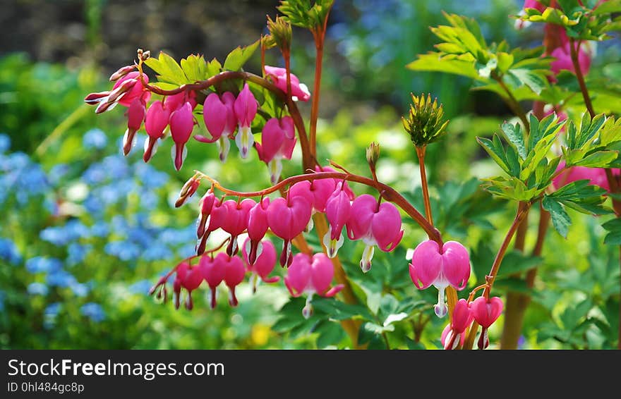 Flower, Plant, Flora, Flowering Plant