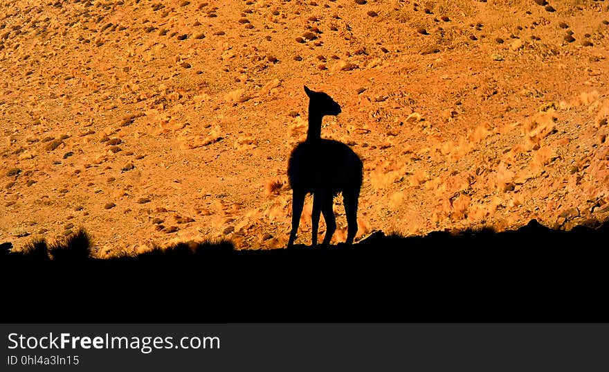 Giraffe, Rock, Giraffidae, Sky