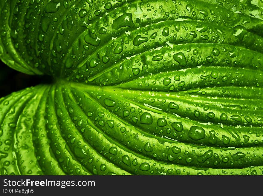 Green, Leaf, Water, Vegetation