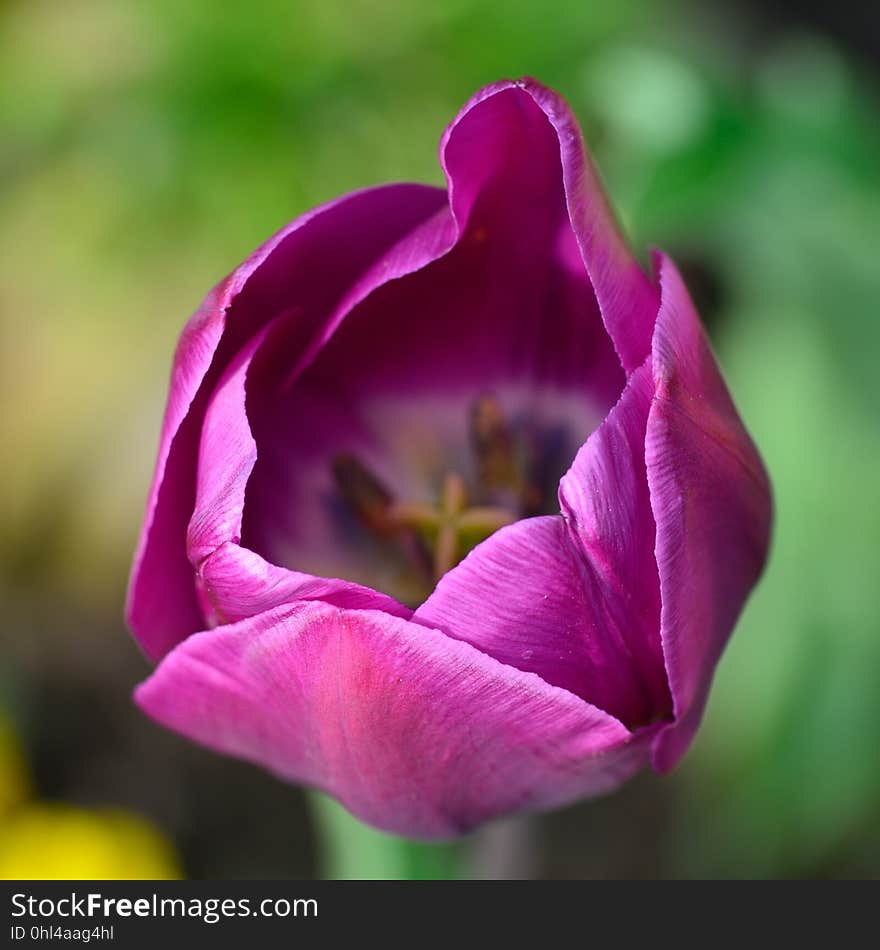 Flower, Purple, Petal, Close Up