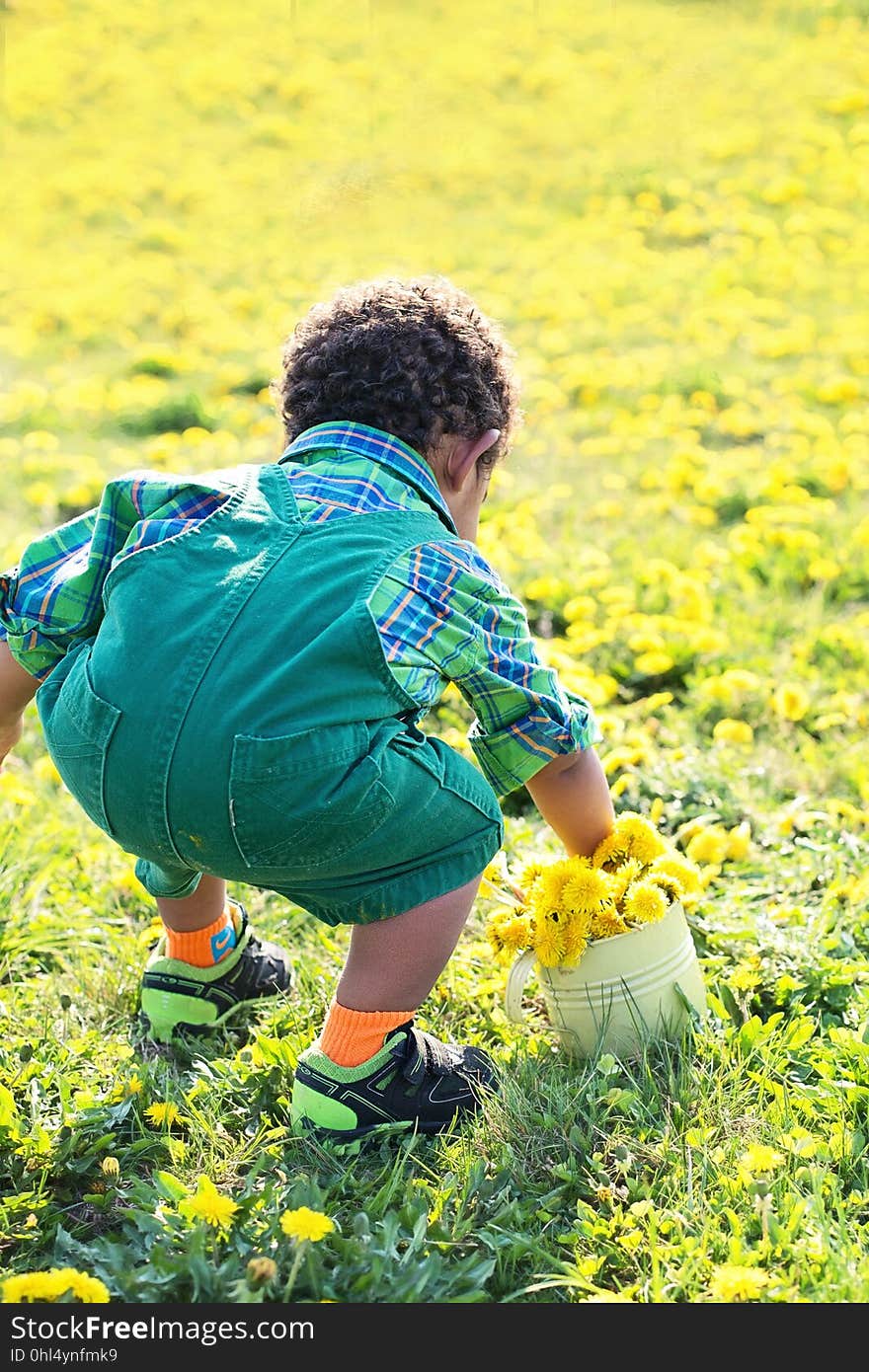 Green, Yellow, Nature, Plant