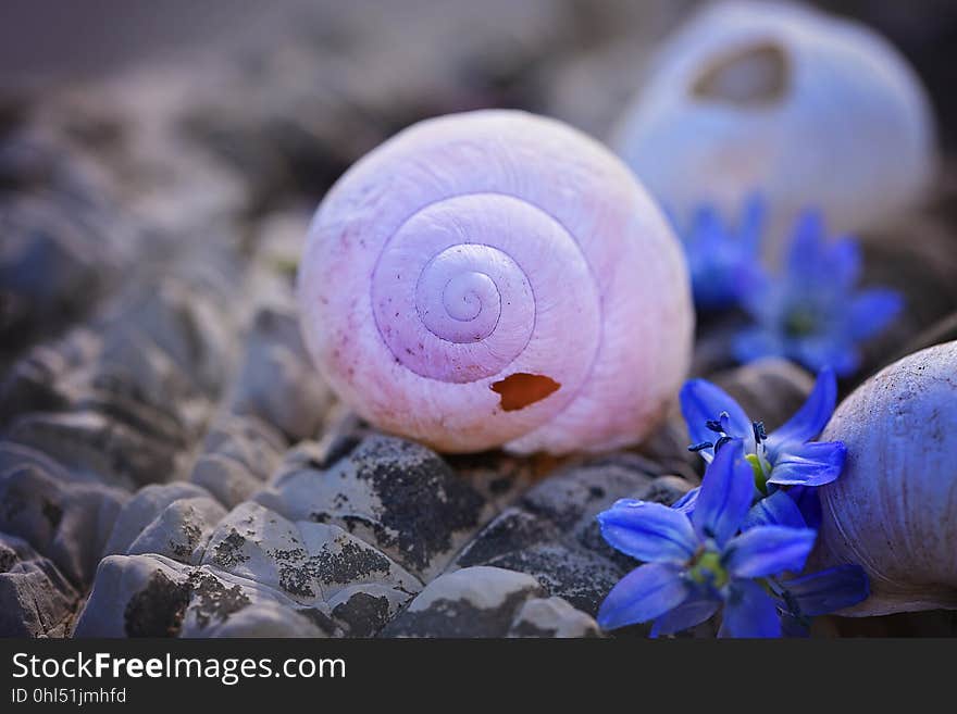 Purple, Close Up, Seashell, Organism