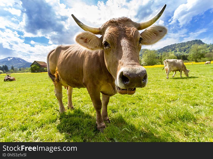 Cattle Like Mammal, Grassland, Horn, Pasture