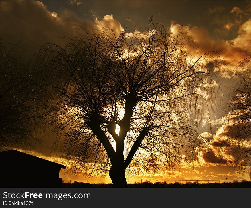 Sky, Nature, Tree, Woody Plant