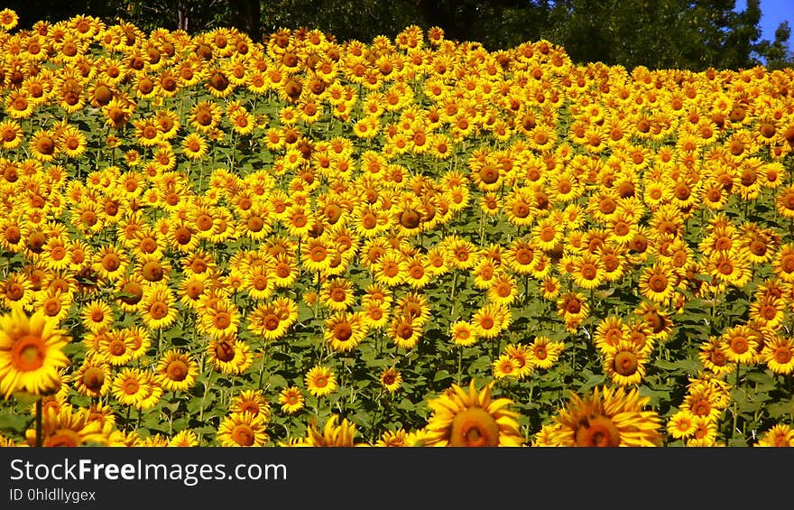 Sunflower, Flower, Field, Plant