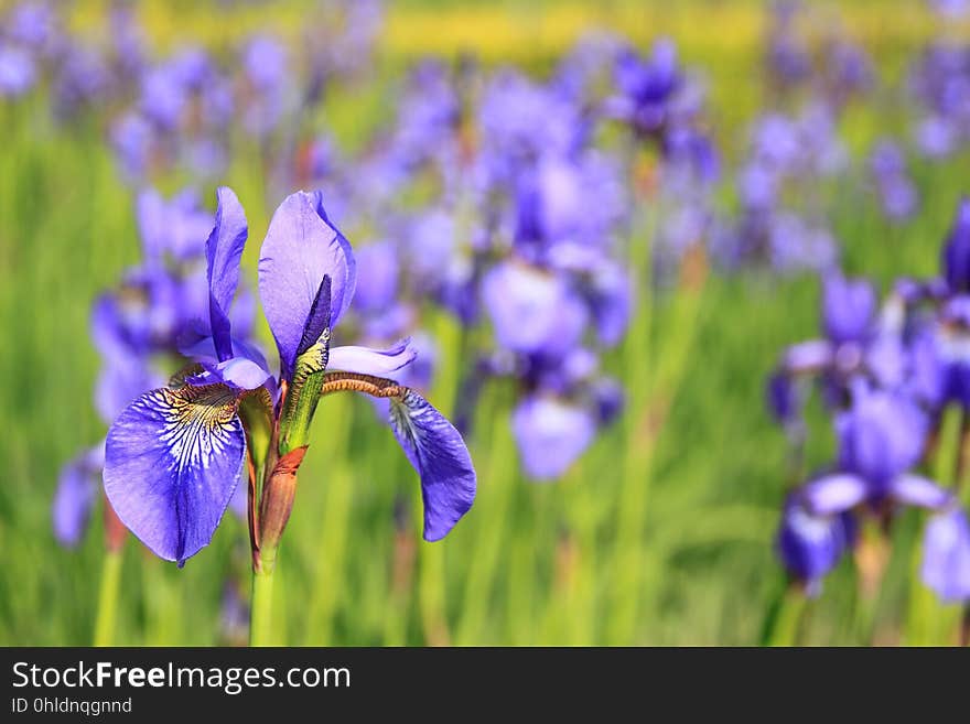 Flower, Flowering Plant, Plant, Iris Versicolor