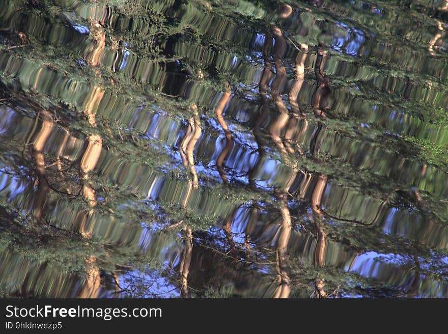 Water, Tree, Biome, Reflection