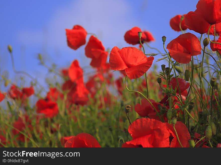 Flower, Red, Wildflower, Poppy