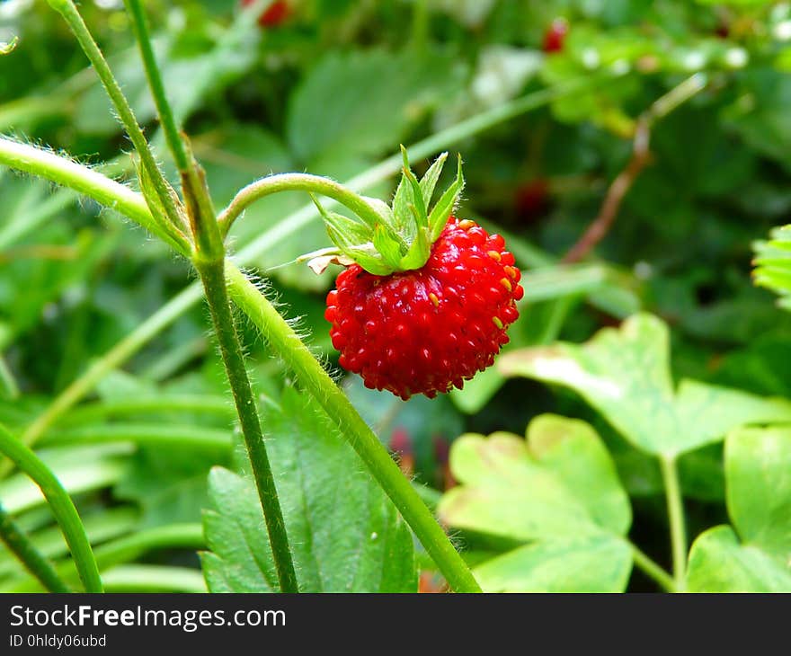 Natural Foods, Strawberries, Strawberry, Fruit