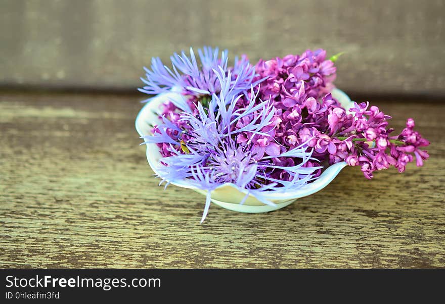 Flower, Purple, Plant, Lilac