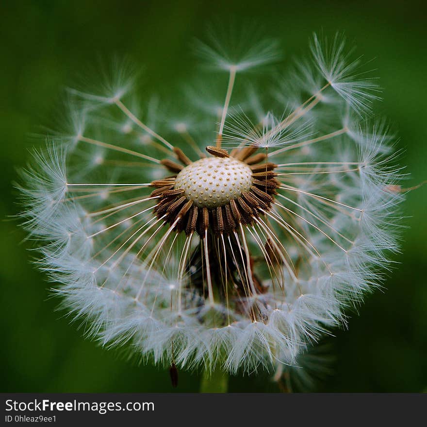 Flower, Plant, Dandelion, Flora