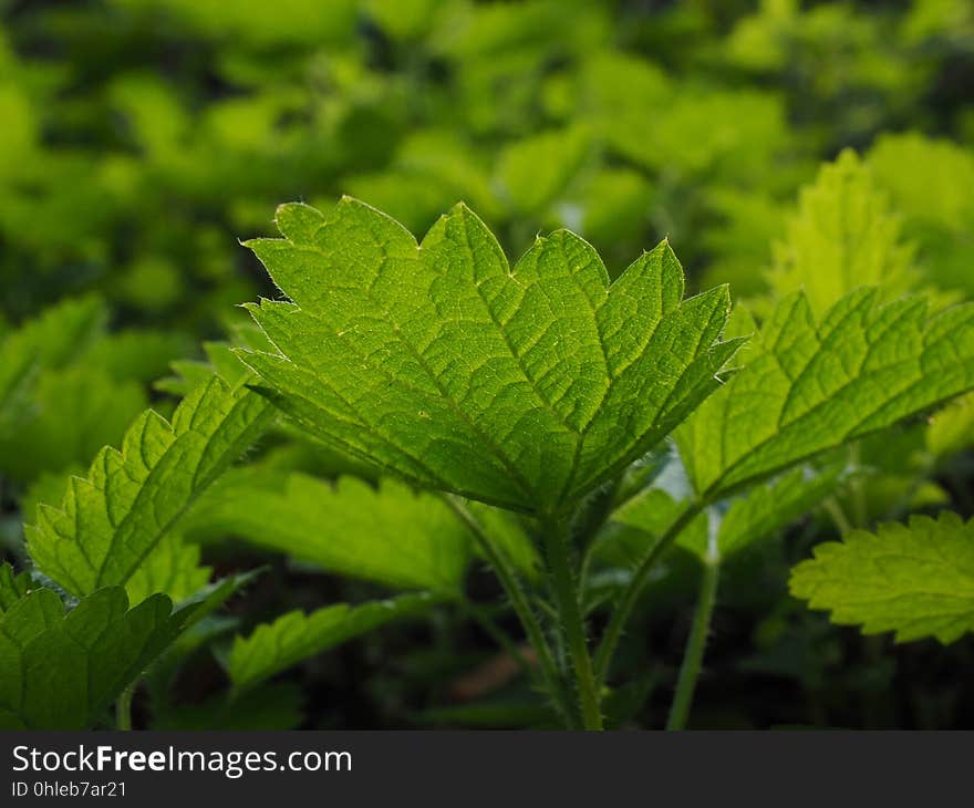 Leaf, Vegetation, Urtica, Plant