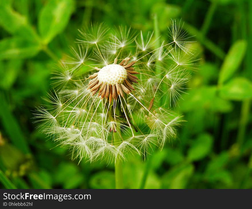 Flower, Plant, Dandelion, Vegetation