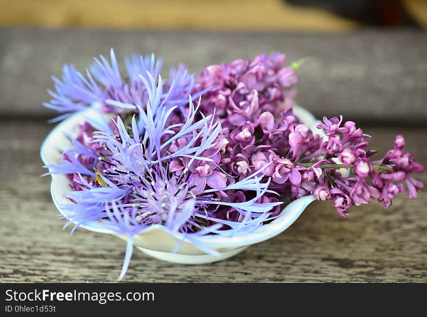 Purple, Plant, Flower, Violet